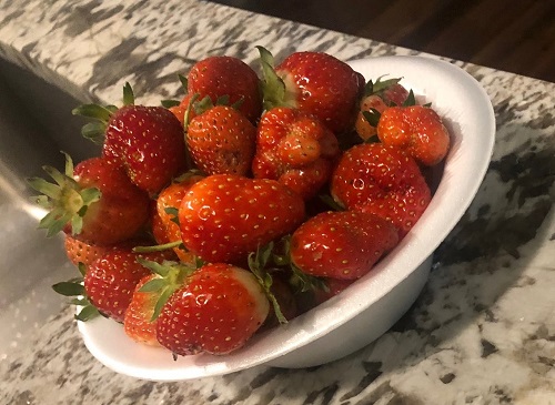 Strawberries - May 2020 - 2.jpg